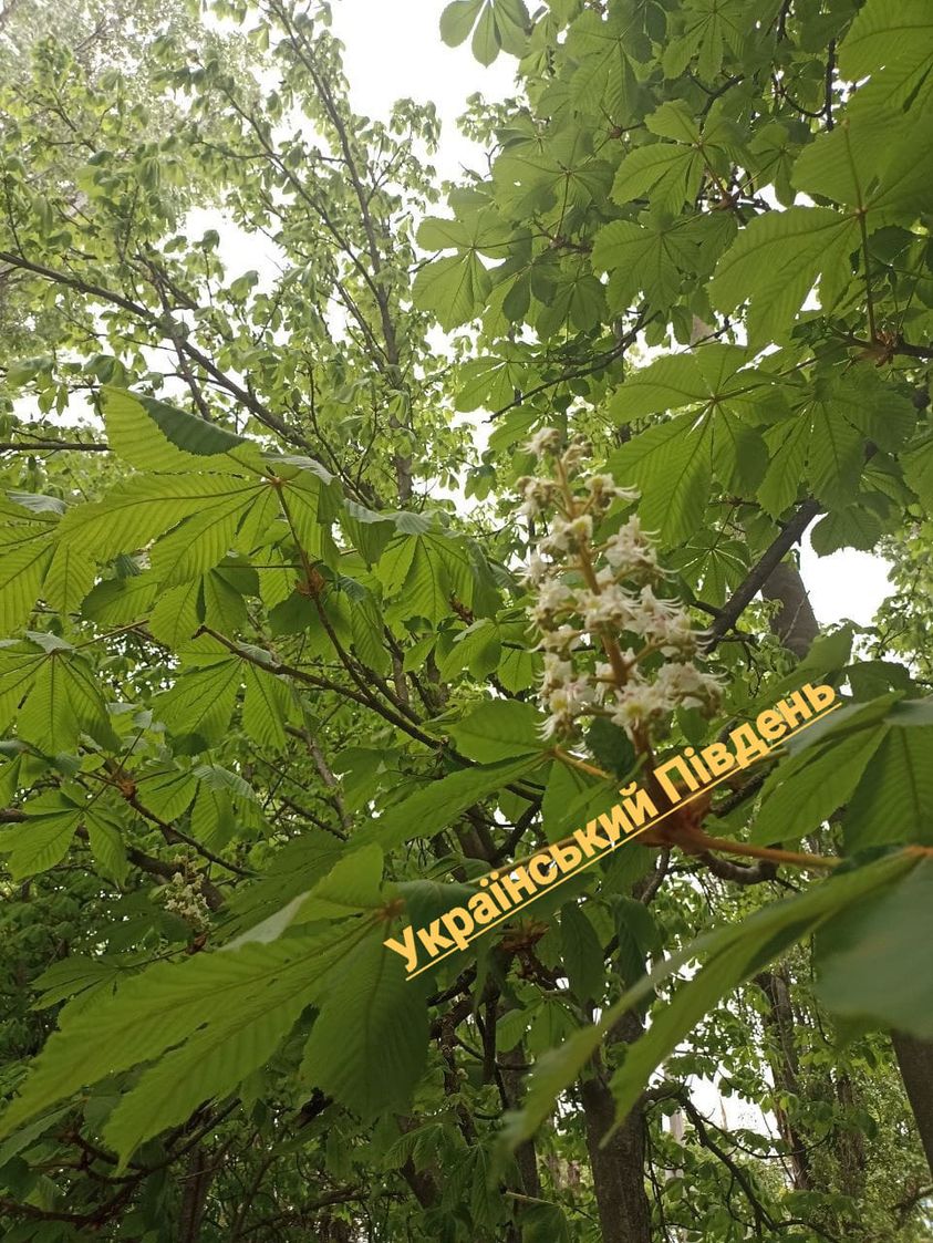 У Херсоні квітнуть каштани і сакури (фото) – Український південь