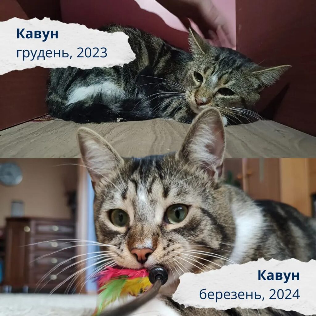 Кіт Кавун з Херсона знайшов нову родину | Місто Сонця