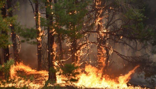 На окупованій частині Херсонщини спалахнула лісова пожежа